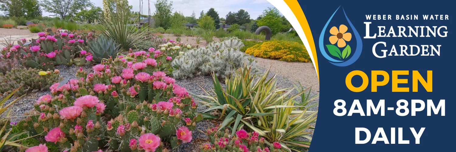 The Weber Basin Water Learning Garden is open daily from 8 AM to 8 PM. Pictured: blooming pink cactus, yucca and other water-wise plants in the garden.