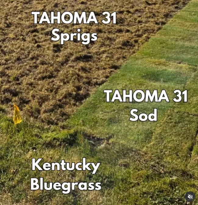 Sod comparison
